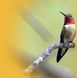 Beautiful Hummingbirds - Ecuador Ecotourism, Ecolodge